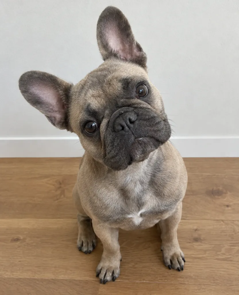 Original phone photo of a French bulldog with its head tilted