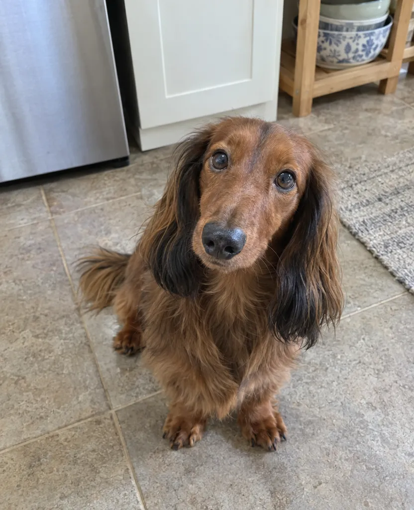 Phone photo of a long-haired dachshund sitting on a kitchen floor