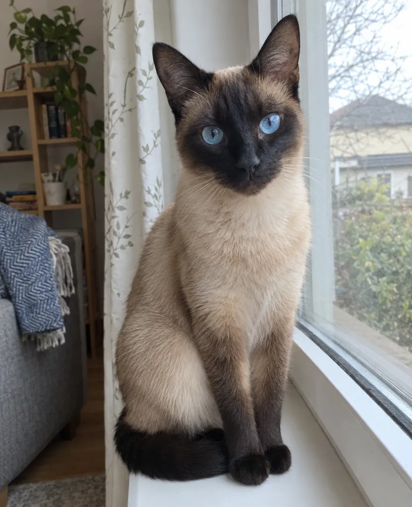 Original phone photo of a Siamese cat on a windowsill